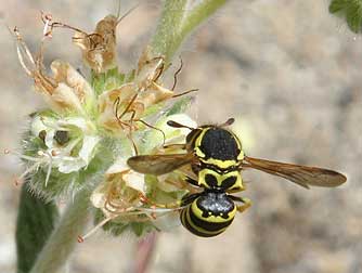Picture of pollen wasp foraging on silverleaf phacelia - Pseudomasaris edwardsii