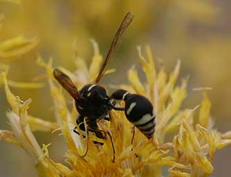 Picture of a potter wasp
