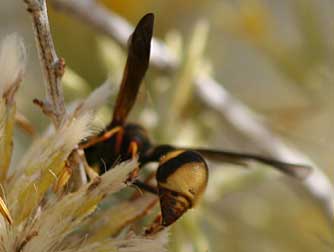 Picture of a yellow potter wasp or Eumenes