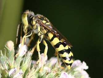 Pictures of steniolia sand wasps
