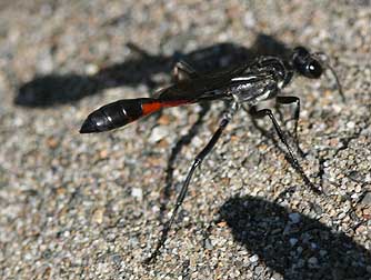 Ammophila thread-waisted wasp pictures and information