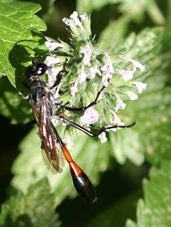 Picture of thread-waisted wasp nectaring on horsemint