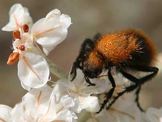 Picture of a velvet ant climbing about snow buckwheat