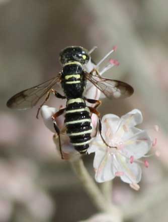Picture of a weevil hunter wasp, Eucerceris