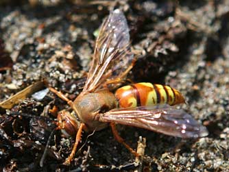 Western cicada killer wasp or Sphecius grandis
