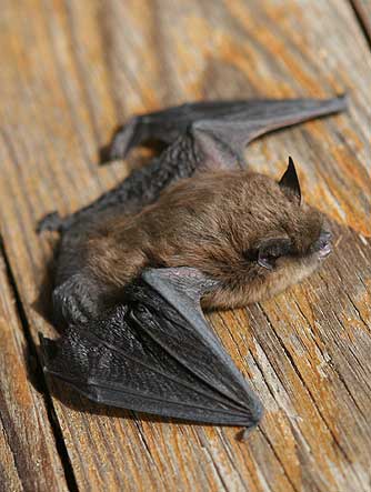 Mouse-eared bat or Myotis species, possibly Myotis californicus