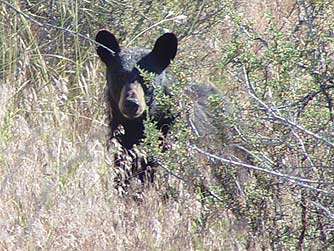 Picture of a black bear hiding in bitterbrush
