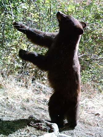 Picture of black bear eating hawthorn berries or haws