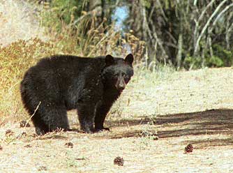 Eastern Washington black bear - ursus americanus