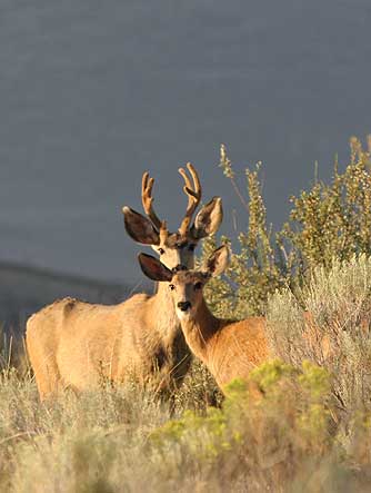 Mule deer buck and doe at Lake Roosevelt