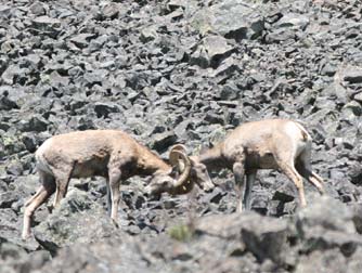 Picture of bighorn sheep fighting