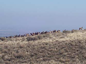 Picture of the Colockum elk herd in winter