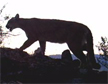 Cougar/ mountain lion