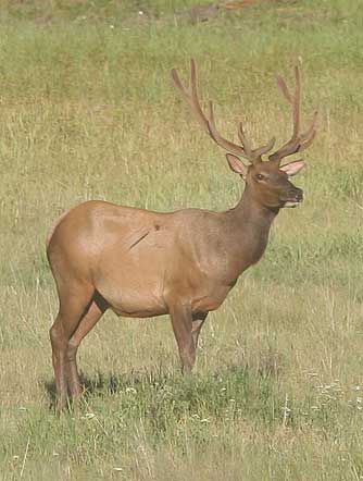 Bull elk with cougar scar
