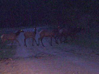 Photo of elk herd at night