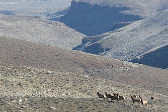 Quilomene elk herd in winter