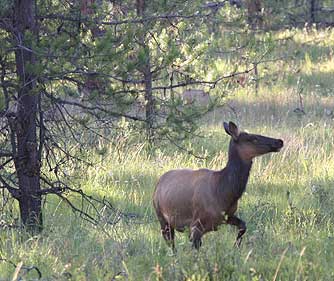 Rocky Mountain elk picture