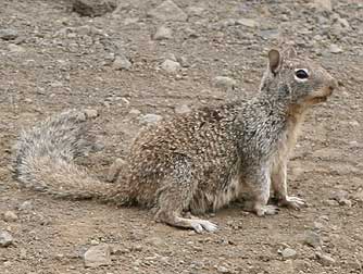 Beechey or California ground squirrel