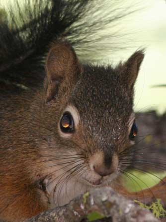 Picture of a red squirrel, also known as pine squirrel