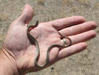 Young gopher snake