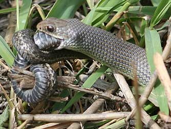 Picture of common garter snake being eaten by a yellow-bellied racer snake