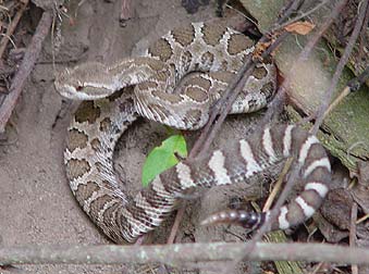 rattlesnake washington eastern backing away snakes rattlesnakes rattling
