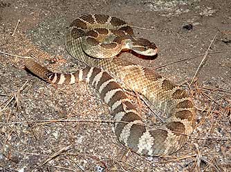 rattlesnake washington eastern snakes rattlesnakes backing away rattler