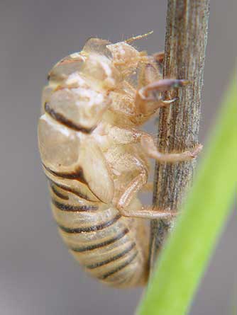 Picture of the empty shell of a cicada nymph
