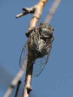 Cicada picture - Okanagana bella