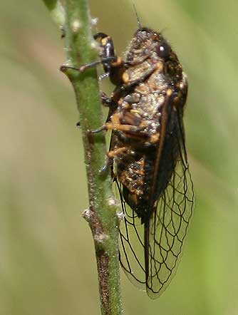 Picture of a  cicada or Okanagana bella