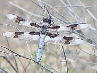 Picture of an eight-spotted skimmer or Libellula forensis