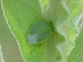 Picture of Green Soldier Stink Bug - Acrosternum hilare
