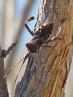 Leaf-footed pine seed bug picture showing triangular  back shapes
