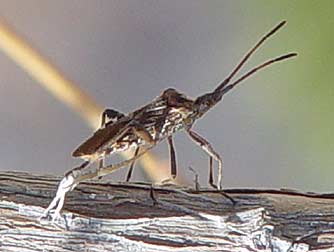 Picture of a leaf-footed pine seed borer