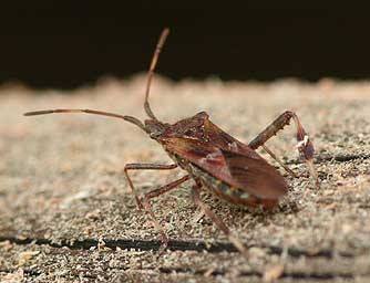 Picture of a leaf-footed pine seed bug