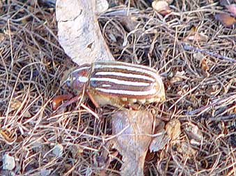 Picture of ten-lined June Beetle or Polyphylla 