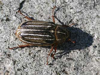 Ten-lined June Bug female