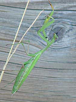 Picture of a green praying mantis or Mantis religiosa