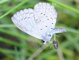 Spring azure butterfly pictures