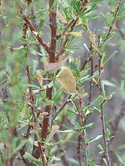 Closeup picture of antelope bitterbrush with a ringlet butterfly