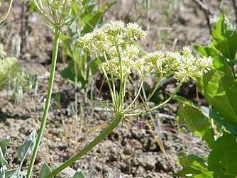 Arrowleaf buckwheat flower picture - Eriogonum compositum