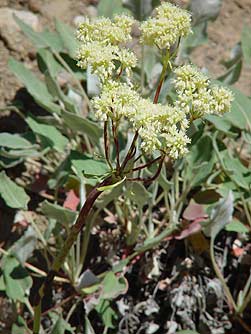 Arrowleaf or Northern buckwheat picture - Eriogonum compositum
