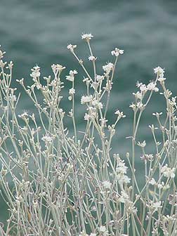 Snow buckwheat picture in bloom - August