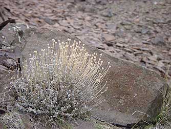 Picture of cushion buckwheat - Eriogonum ovalifolium