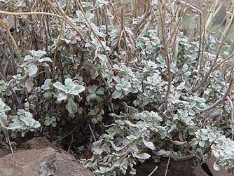 Cushion buckwheat - Eriogonum ovalifolium