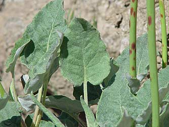Picture of arrowleaf buckwheat leaf