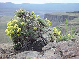 Picture of rock buckwheat at Frenchman Coulee