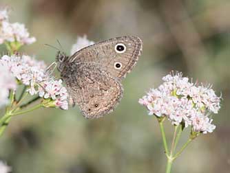 Picture of a tall wooly buckwheat flowers with nectaring dark wood nymph butterfly
