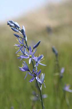 Camas plant and flower pictures