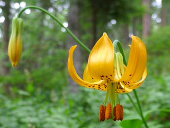 Columbian or tiger lily flowers along the Bear Canyon trail